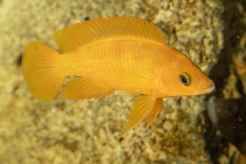 Neolamprologus leleupi 'Talama'